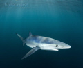   very small blue shark trawling ocean looking food becomes inquisitive when he sees photographer water comes look water-  